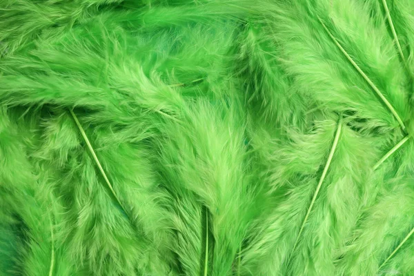 Πολλά Πράσινα Όμορφα Φτερά Φόντο Κορυφαία Άποψη — Φωτογραφία Αρχείου