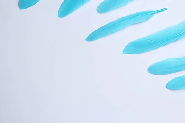 Light blue feathers on white background, space for text
