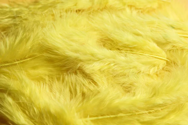 Много Желтых Красивых Перьев Качестве Фона Крупным Планом — стоковое фото