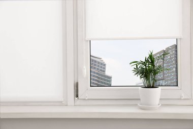Houseplant on white sill near window with roller blinds
