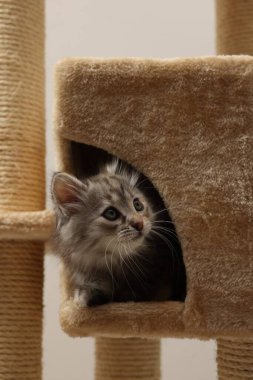 Şirin pofuduk kedi yavrusu arka planda kedi ağacını keşfediyor.