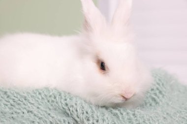 Yumuşak battaniyeli tüylü beyaz tavşan, yakın plan. Sevimli hayvan.