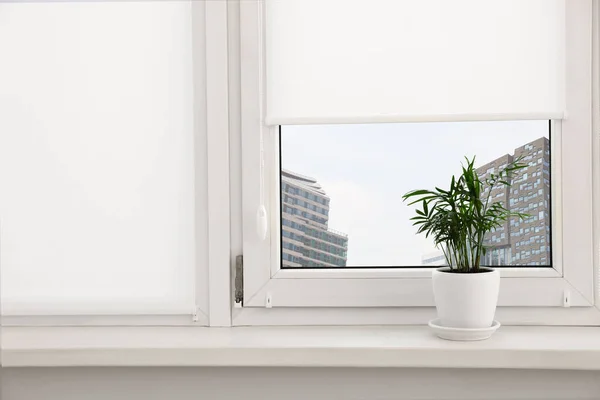 stock image Houseplant on white sill near window with roller blinds