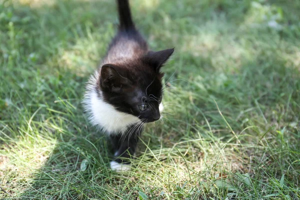 Güzel Küçük Kedi Yavrusu Dışarıda Yeşil Çimlerde Yürüyor — Stok fotoğraf