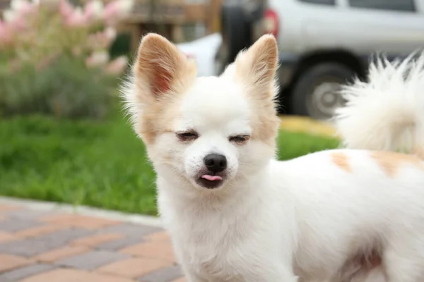 愛らしい純白のChihuahua屋外飼育 犬の散歩 — ストック写真