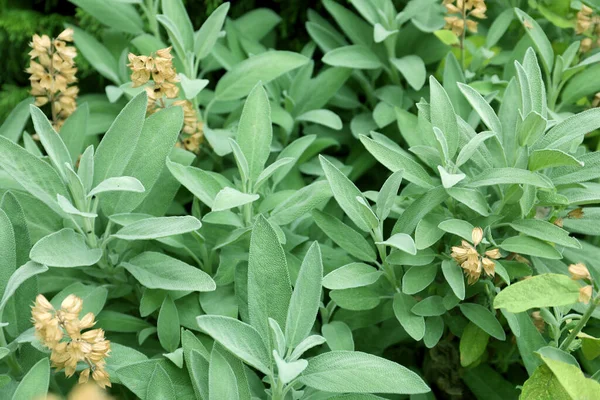 Vacker Salvia Med Gröna Blad Som Växer Utomhus — Stockfoto