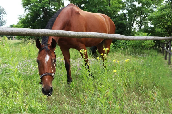 Beautiful Horse Grazing Green Grass Paddock Outdoors — Stock Fotó