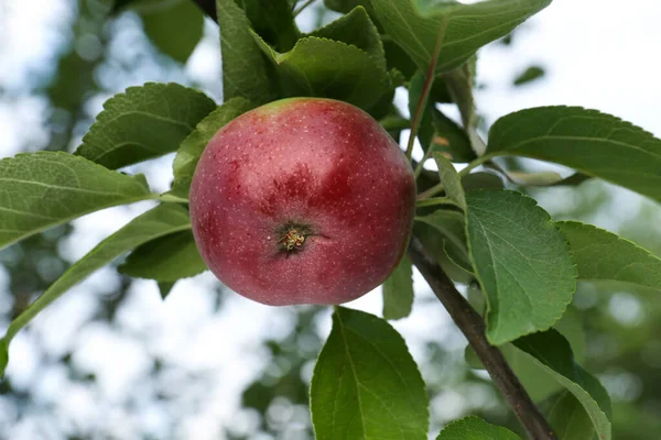 Apple and leaves on tree branch in garden, low angle view