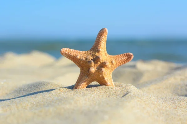 Beautiful Exotic Starfish Sandy Beach Sea Closeup — Stock Photo, Image