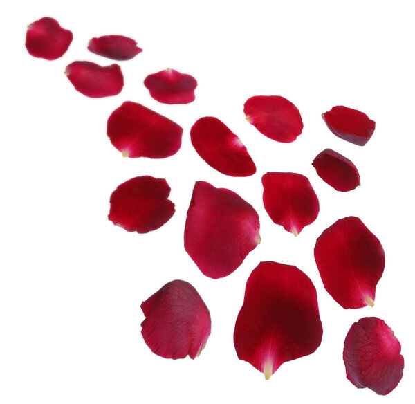 Flying red rose petals on white background