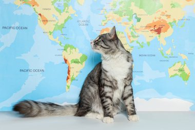 Haritanın yanındaki beyaz masada oturan sevimli kedi. Evcil hayvanla seyahat etmek