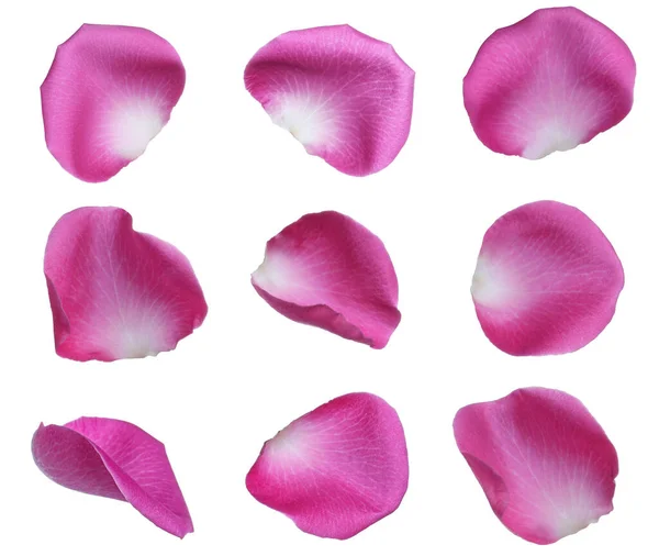 Verse Roze Rozenblaadjes Witte Achtergrond Bovenaanzicht — Stockfoto