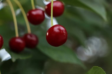 Closeup view of cherry tree with ripe red berries outdoors