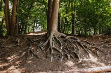 Tree roots visible through ground in forest