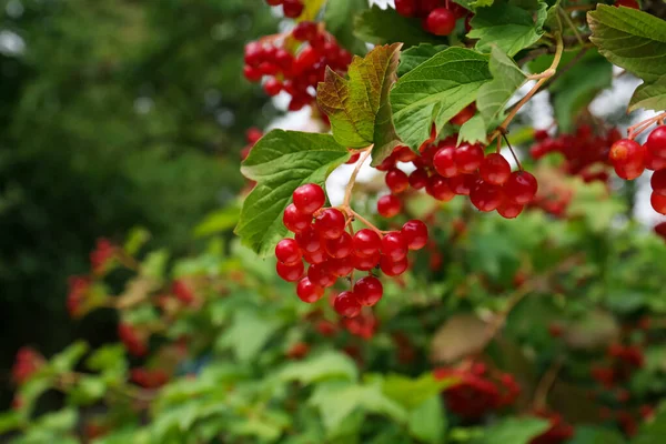 户外有成熟浆果的美丽的维伯纳姆灌木 — 图库照片