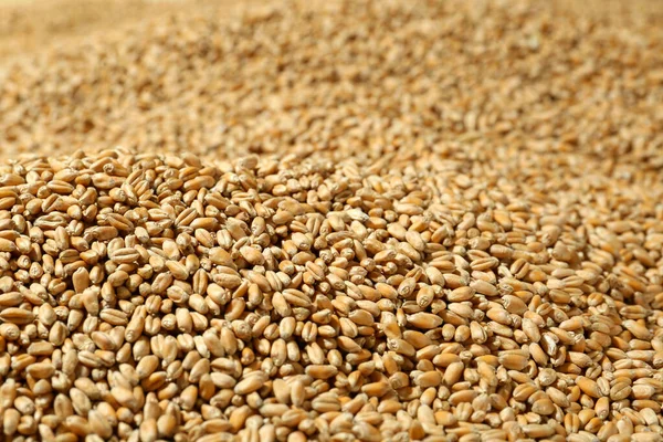Many Wheat Grains Background Closeup View — Zdjęcie stockowe