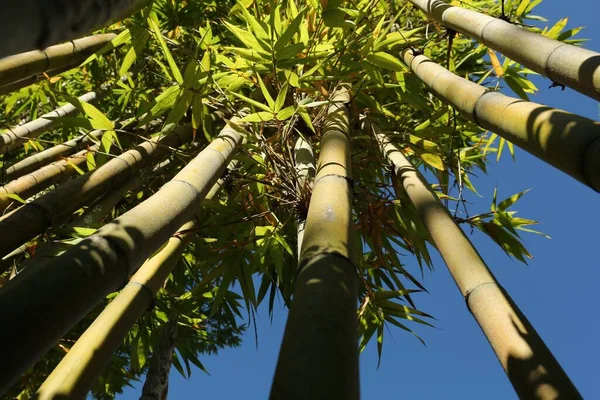 stock image Many bamboo stalks against blue sky, low angle view