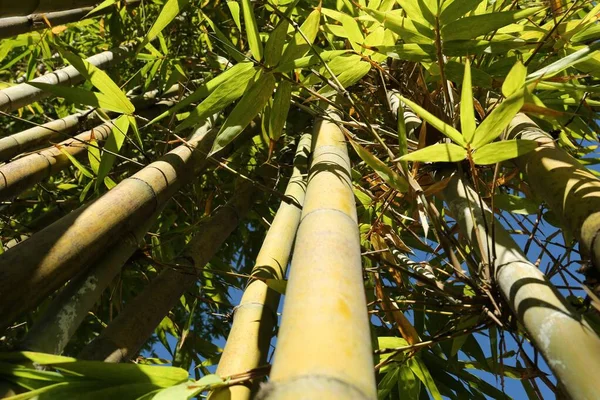 Багато Бамбукових Стебел Тлі Блакитного Неба Низький Кут Огляду — стокове фото