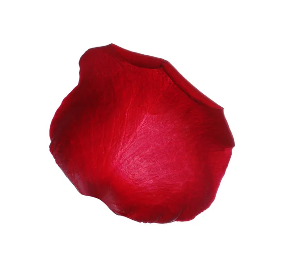 Red Rose Flower Petal White Background — 스톡 사진