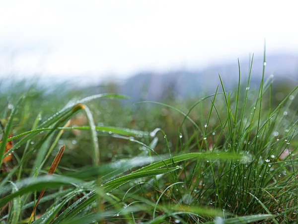 Schönes Frisches Grünes Gras Mit Tau Freien — Stockfoto