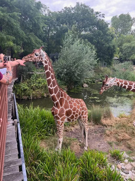 Роттердам Нідерланди Серпня 2022 Року Група Красивих Жираф Зоопарку — стокове фото