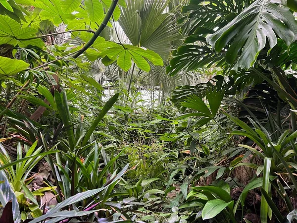 温室で成長している多くの異なる熱帯植物 — ストック写真