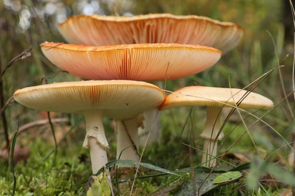 Beautiful Mushrooms Growing Forest Close Seup View — стоковое фото