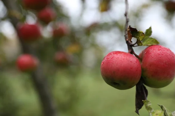Pyszne Dojrzałe Czerwone Jabłka Drzewie Ogrodzie Miejsce Tekst — Zdjęcie stockowe
