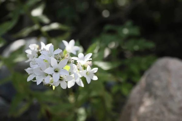 Hermosa Flor Silvestre Creciendo Bosque Aire Libre Primer Plano — Foto de Stock