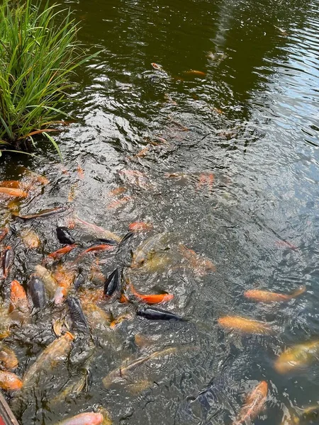 Viele Goldkarpfen Schwimmen Wasser — Stockfoto