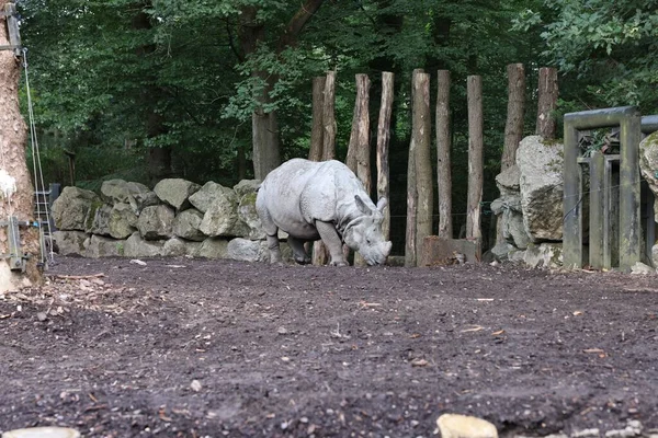 Αξιολάτρευτος Μεγάλος Ρινόκερος Που Περπατά Στον Ζωολογικό Κήπο — Φωτογραφία Αρχείου
