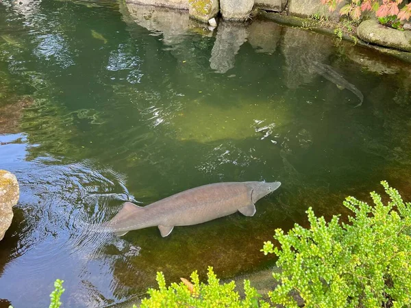 Krásné Jeseterské Ryby Plavání Zoologickém Parku — Stock fotografie