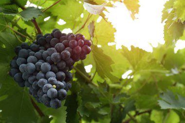 Üzüm bağında yetişen dallardaki olgun sulu üzümler. Düşük açılı. Metin için boşluk