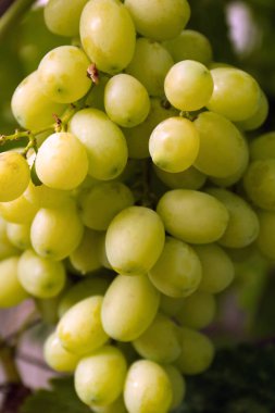 Ripe juicy grapes on branch growing against blurred background, closeup