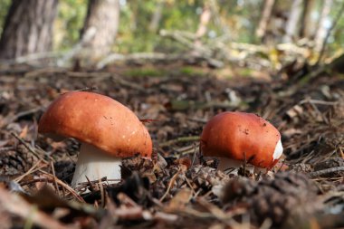 Ormanda yetişen Russula mantarları, yakın çekim manzarası