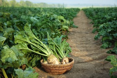 Wicker basket with fresh white beets in field