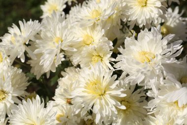 Bahçede büyüyen güzel kasımpatı çiçekleri, yakın plan