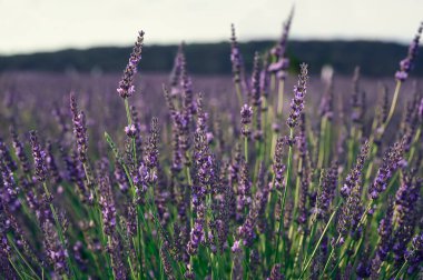 Tarlada yetişen güzel lavanta bitkileri