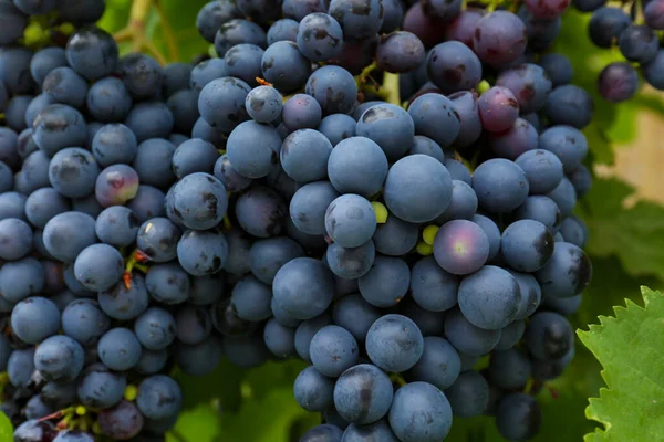 Ripe Juicy Grapes Branch Growing Blurred Background Closeup — Foto de Stock