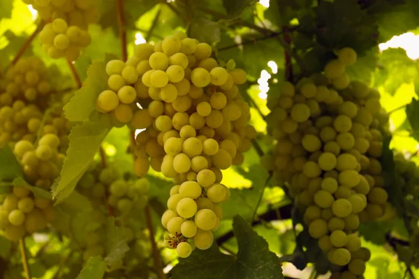 Ripe Juicy Grapes Branch Growing Vineyard — Stock Photo, Image