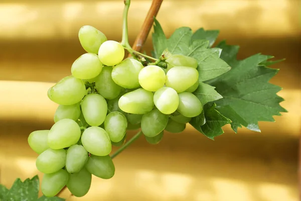 Ripe Juicy Grapes Branch Growing Blurred Background Closeup — Stock Photo, Image