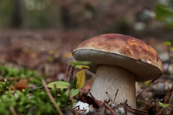 美丽的蘑菇生长在室外的地面上 案文的篇幅 — 图库照片