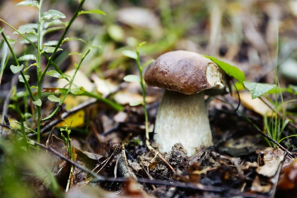 森林里生长着新鲜的野生蘑菇 案文的篇幅 — 图库照片