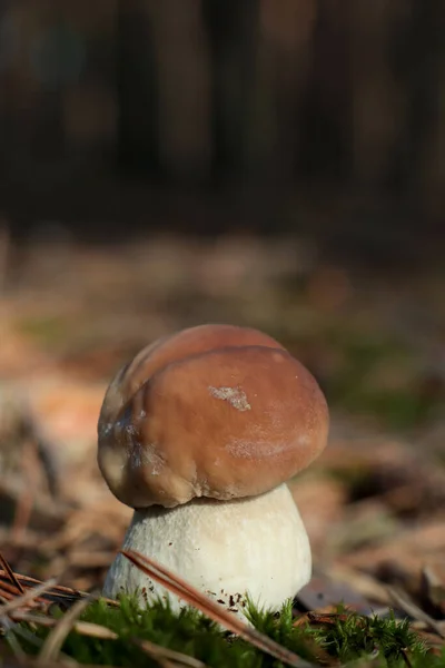 森林中生长的香菇 特写镜头 — 图库照片