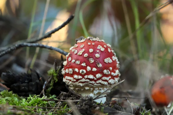 Amanita Mushroom Growing Forest Close Seup View — стоковое фото