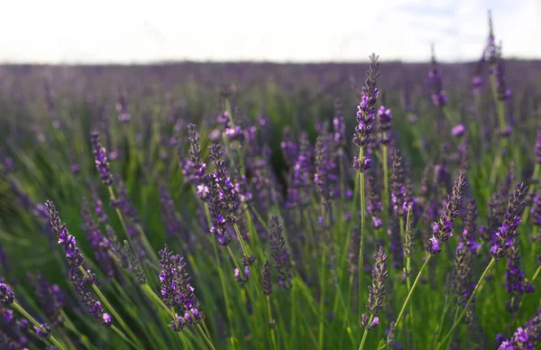 Beautiful Blooming Lavender Plants Growing Field Closeup — Fotografia de Stock