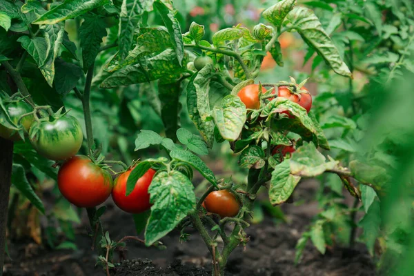 stock image Beautiful green plants with ripening tomatoes in garden