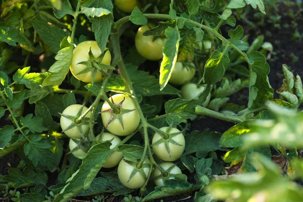 Vacker Grön Tomat Växt Växer Trädgården Ovanifrån — Stockfoto