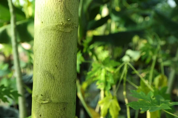 Grön Stam Banan Träd Växer Utomhus Närbild Plats För Text — Stockfoto