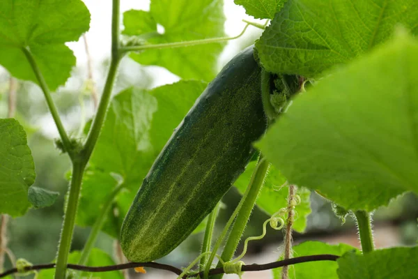 Cucumber Ripening Bush Blurred Background Closeup — Stock Photo, Image